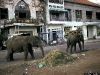 kamb1996_waibel_pp_dirt_elephants