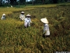 1996_vn_mekong_rice_harvest_waibel